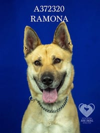 RAMONA - Photo 1