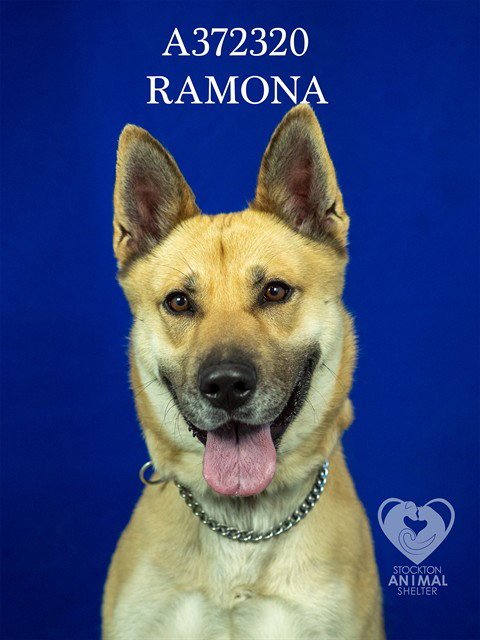 RAMONA - German Shepherd Dog available for adoption