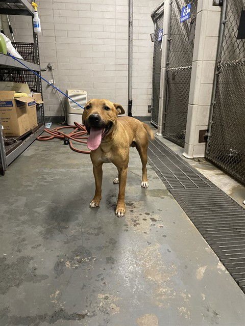 SONY - Pit Bull Terrier available for adoption