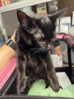 A377417 - Domestic Short Hair available for adoption