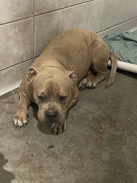 PUA - Pit Bull Terrier available for adoption