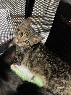 A377416 - Domestic Short Hair available for adoption