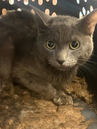 SILVER - Photo 1