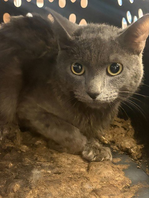 SILVER - Domestic Short Hair available for adoption