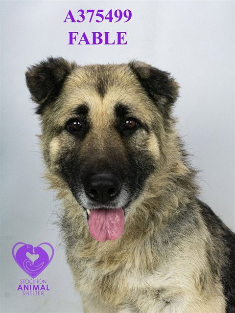 FABLE - German Shepherd Dog available for adoption