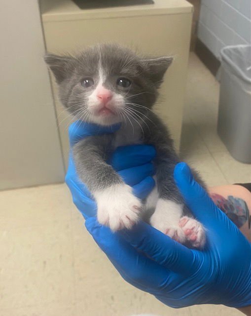 WILLY - Domestic Short Hair available for adoption