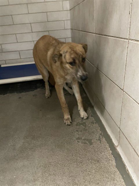 BELLATRIX - German Shepherd Dog available for adoption