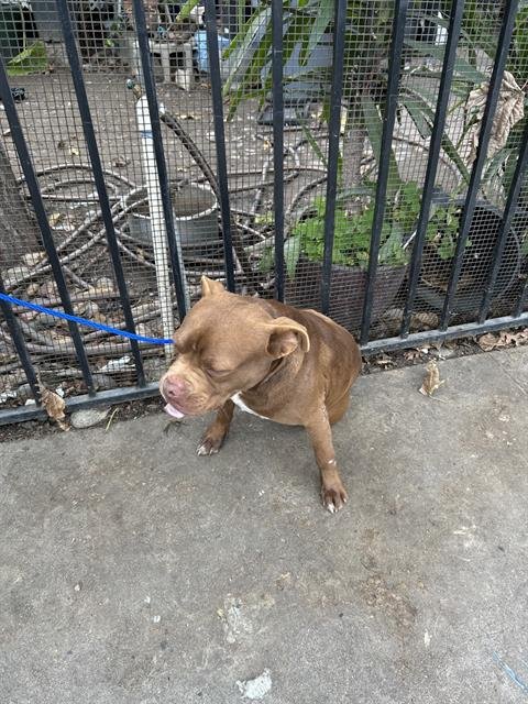 JUDAS - Pit Bull Terrier available for adoption