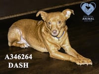 DASH - Photo 1