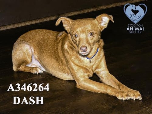 DASH - Chihuahua available for adoption