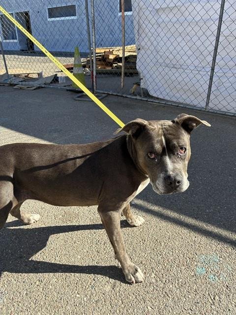 ROGUE - Pit Bull Terrier available for adoption