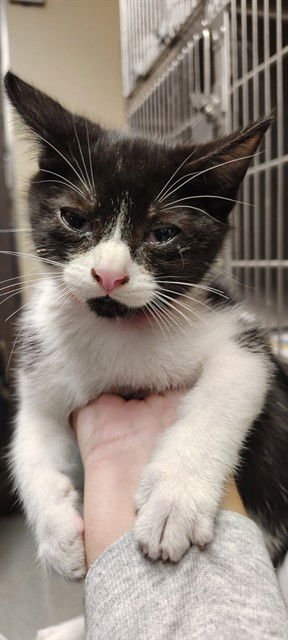 ANDREW     RED - Domestic Short Hair available for adoption