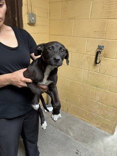 JIVE - Labrador Retriever available for adoption