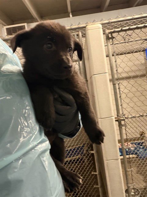 BUTTERCUP - German Shepherd Dog available for adoption