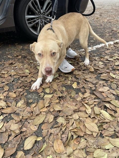 BABY - Pit Bull Terrier available for adoption