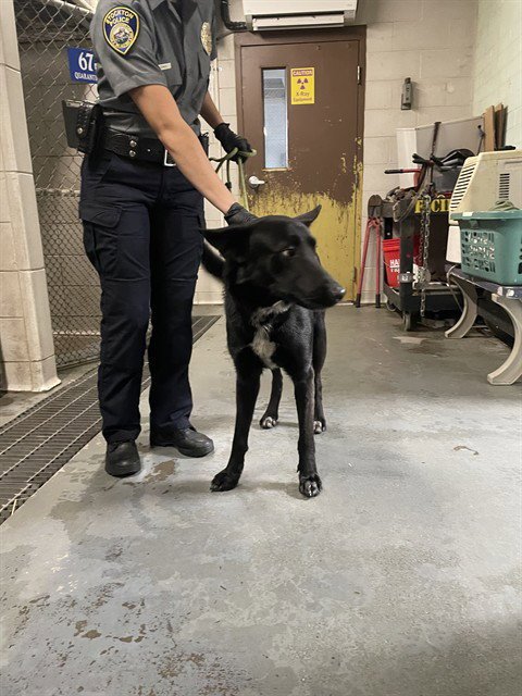 BO - German Shepherd Dog available for adoption