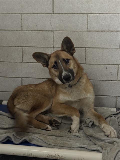 LASSIE - German Shepherd Dog / Siberian Husky available for adoption