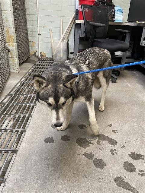 CHICKADEE - Siberian Husky available for adoption