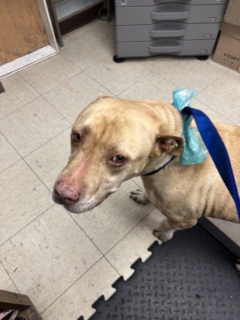 TANDY - Labrador Retriever available for adoption