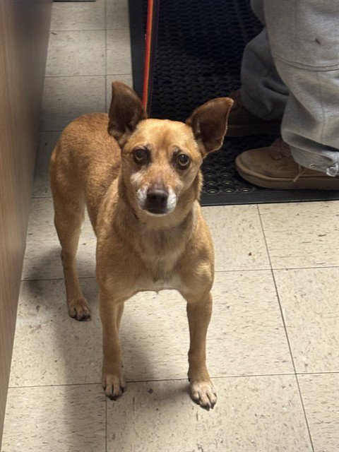 LETO - Chihuahua available for adoption