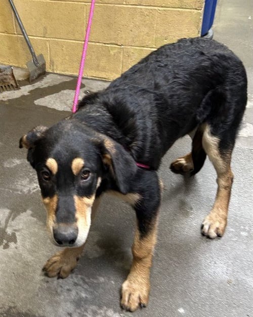 TEMPERANCE - Doberman Pinscher / Collie available for adoption