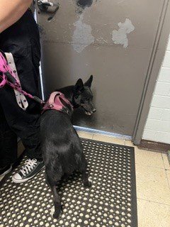 A377037 - Border Collie available for adoption