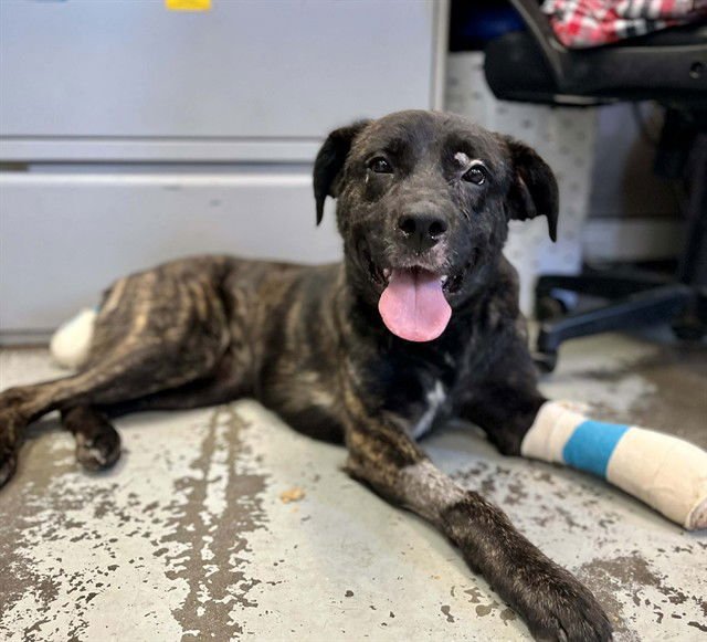 RAVEN - Pit Bull Terrier available for adoption