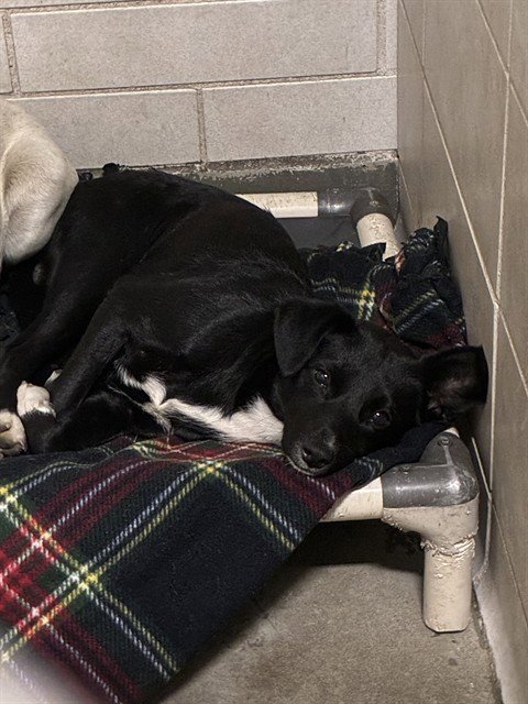 REMI - Terrier available for adoption