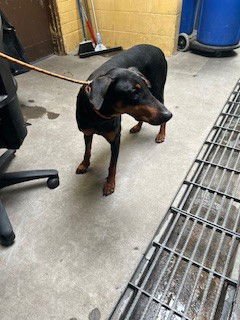 BLISSEY - Doberman Pinscher available for adoption