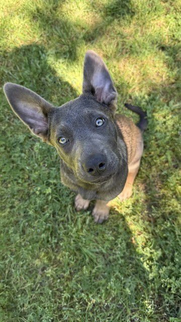 PUMPKIN - German Shepherd Dog available for adoption