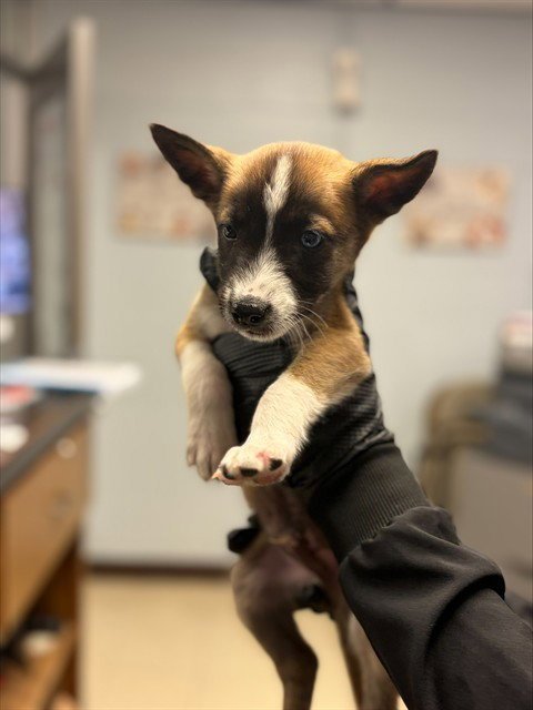 A377936 - Siberian Husky available for adoption