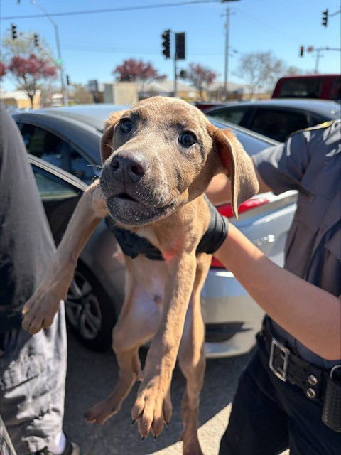 SQUIRTLE - Belgian Shepherd Malinois available for adoption