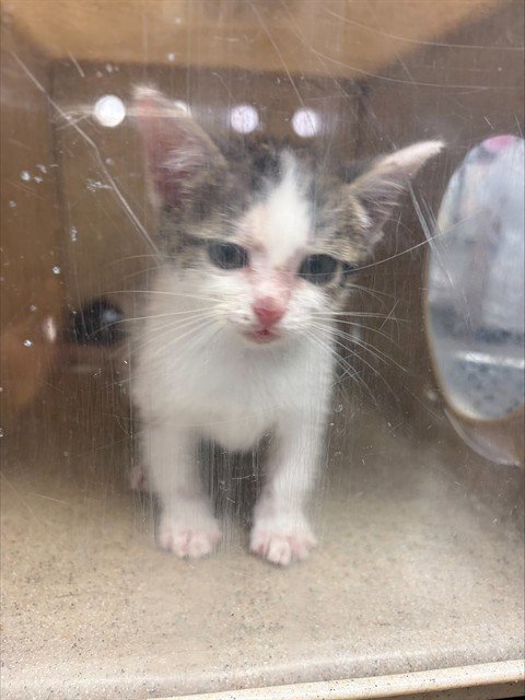 STORMY - Domestic Short Hair available for adoption