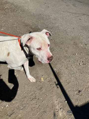 TANK - Pit Bull Terrier available for adoption