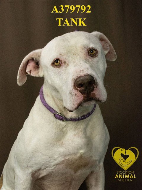 TANK - Pit Bull Terrier available for adoption
