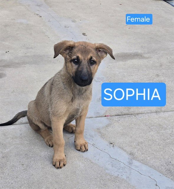 SOPHIA Image
