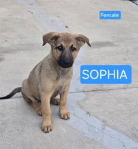 SOPHIA - Photo 1