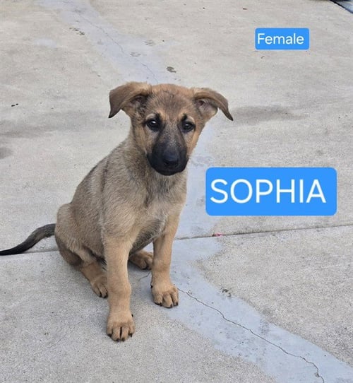 SOPHIA - German Shepherd Dog available for adoption