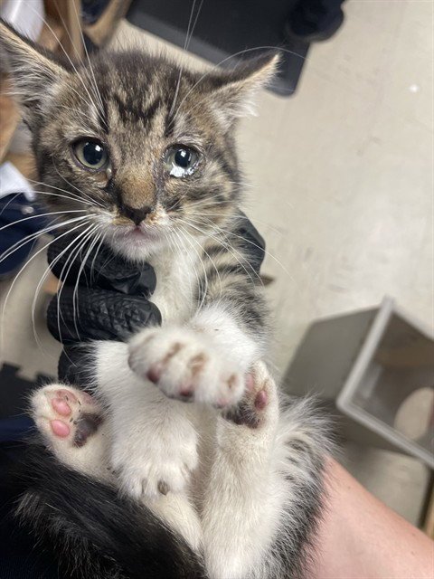 OLIVER - Domestic Long Hair for adoption in Stockton