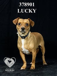 LUCKY - Photo 1