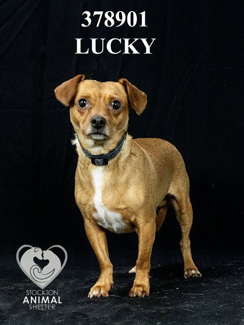 LUCKY - Chihuahua available for adoption