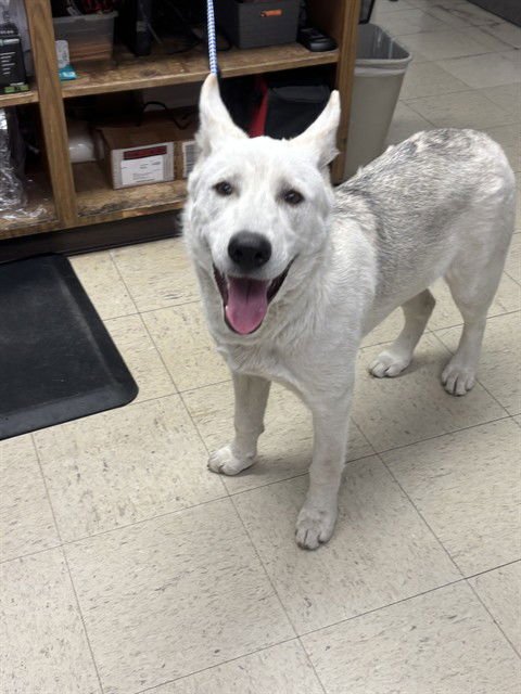 CHARMING - German Shepherd Dog available for adoption