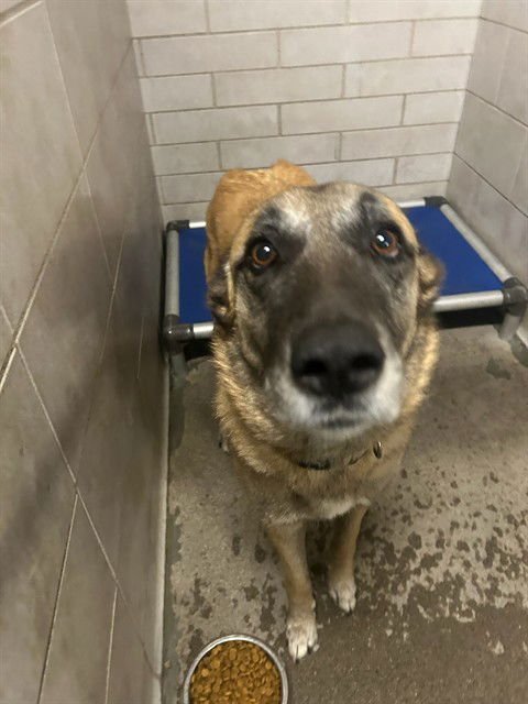 MATILDA - German Shepherd Dog available for adoption