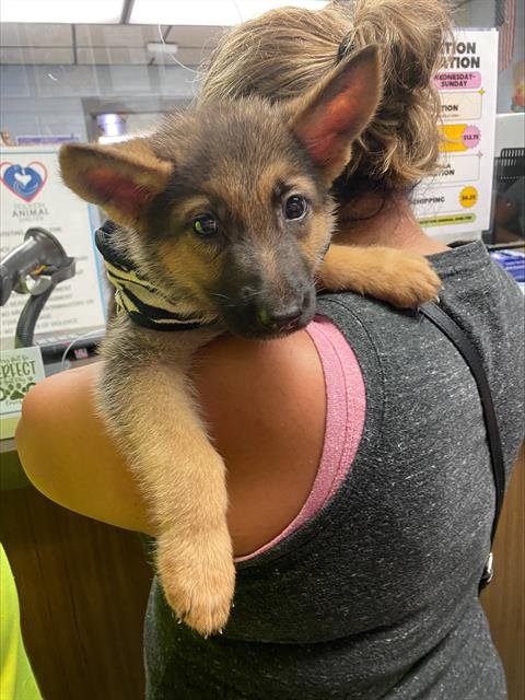 SOPHIA - German Shepherd Dog available for adoption