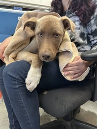 CADBURRY CREME - Photo 1