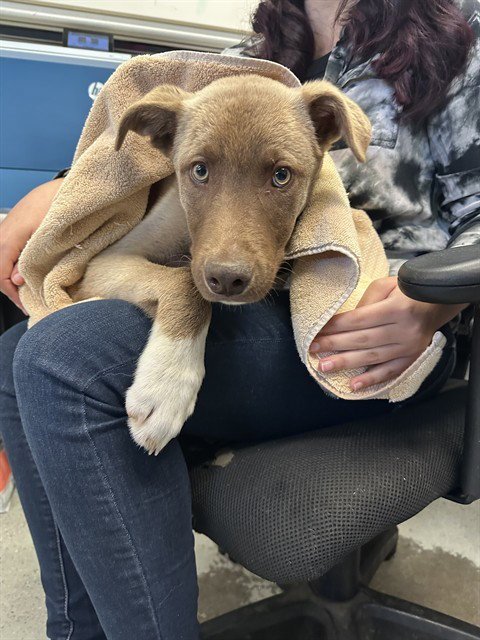 CADBURRY CREME - Siberian Husky available for adoption