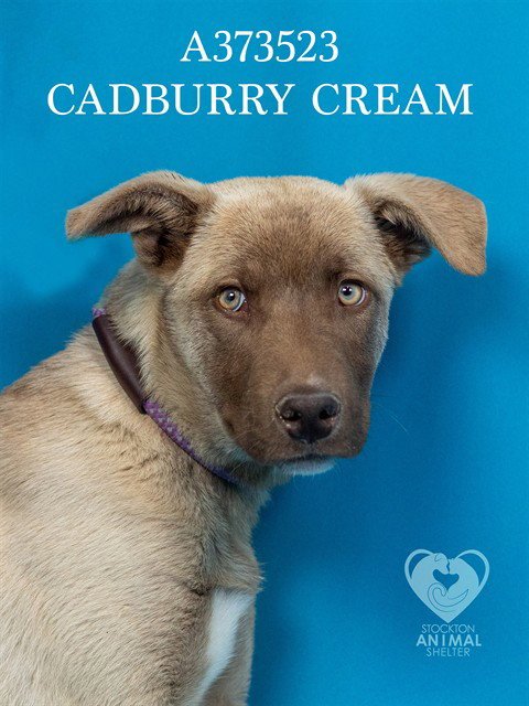 CADBURRY CREME - Siberian Husky available for adoption