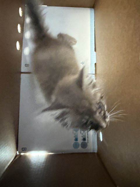 A376659 - Domestic Long Hair available for adoption