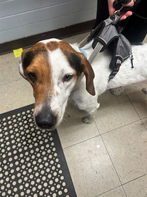 A371322 - Black and Tan Coonhound available for adoption