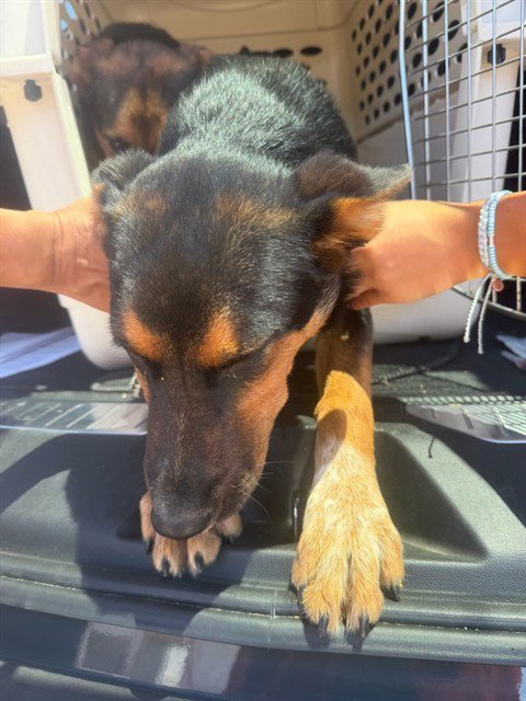 A378779 - German Shepherd Dog / Australian Cattle Dog/Blue Heeler available for adoption